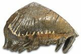Woolly Mammoth Upper M Molar - North Sea Deposits #298475-4
